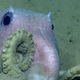Illustration for article titled Theres Now an Underwater Yellowstone off the Coast of Cape Cod